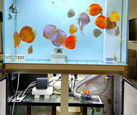 空氣過濾棉應用于魚缸