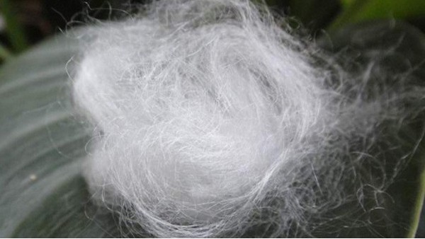 美國開發快速溶解植物纖維新工藝